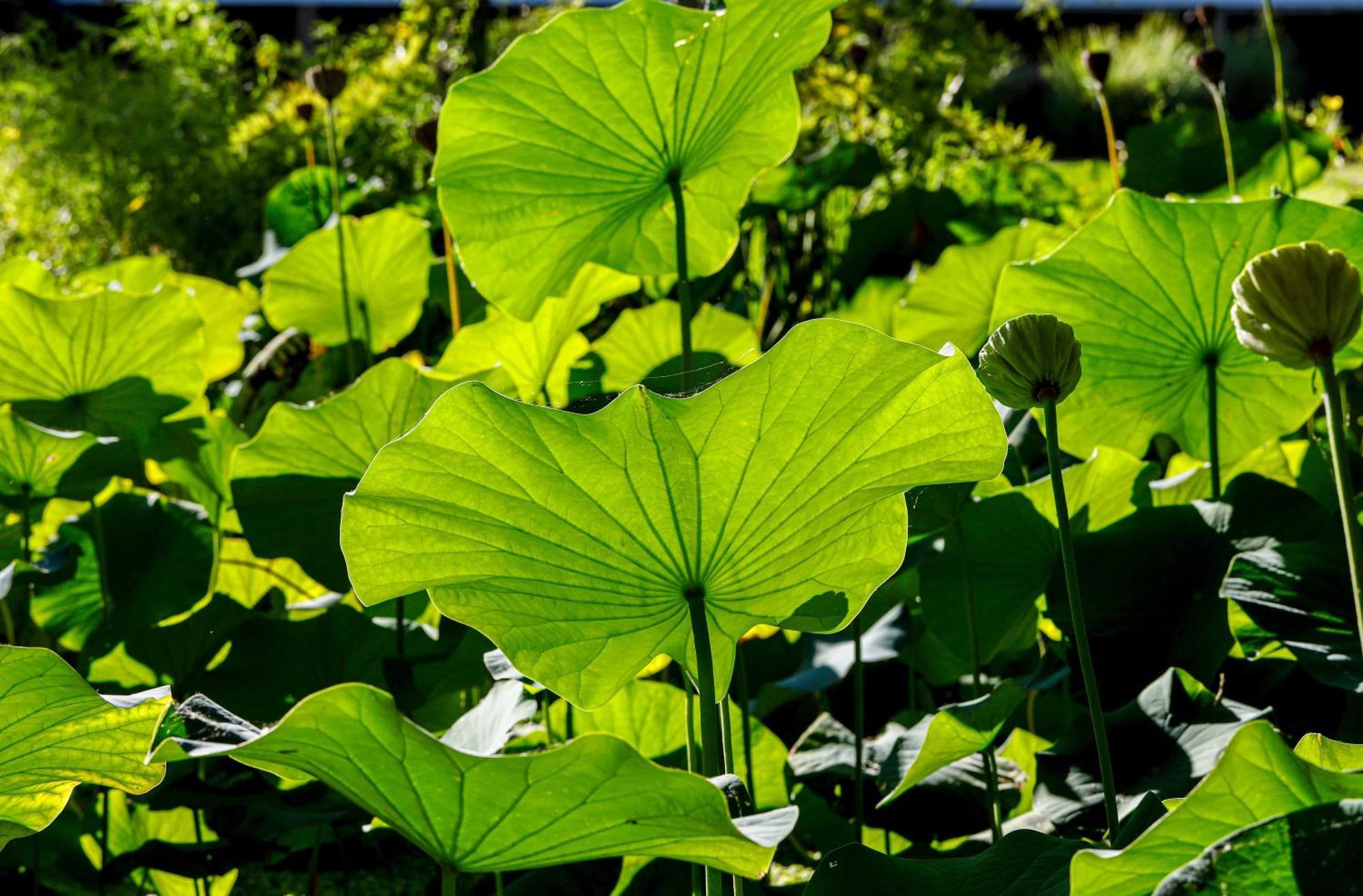 Delta Eco Resort & Spa Tigre Exteriör bild